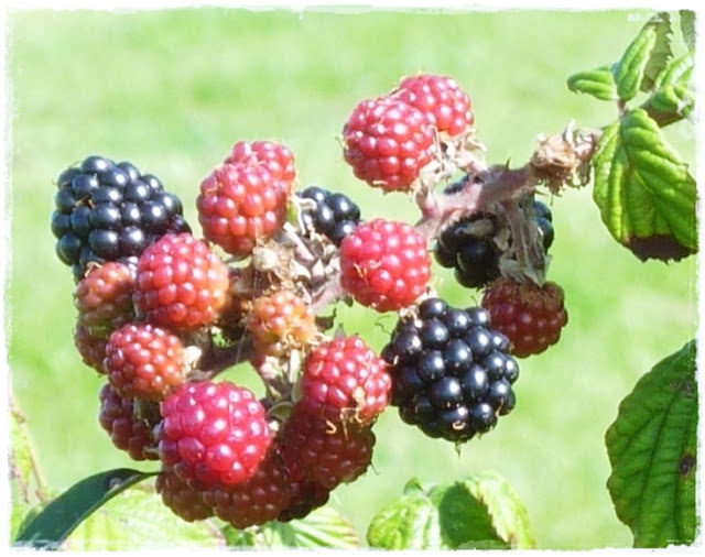foraging for blackberries in Cornwall