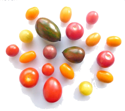 pretty multi coloured cherry tomatoes
