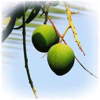 mango-tree