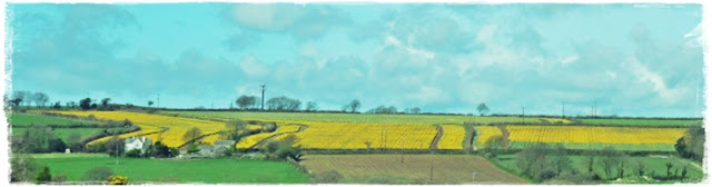 Cornwall's-daffodil-fields