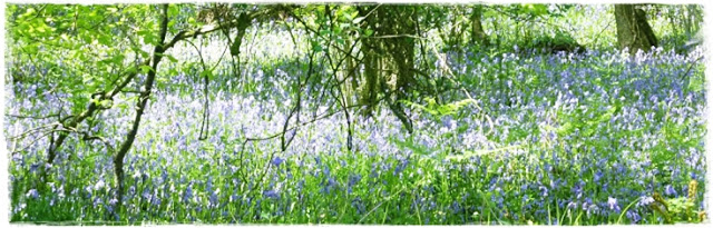 bluebell-woods-cornwall