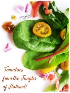 dutch jungle tomatoes pinterest image